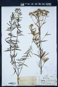 Pycnanthemum linifolium image