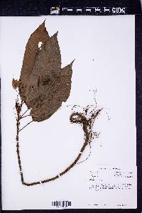 Image Associated With the Occurence