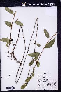Anthurium scandens image