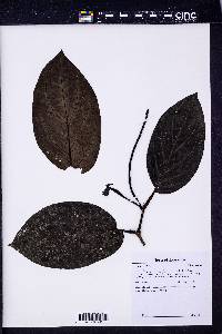 Piper arboreum image