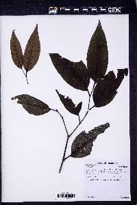 Piper arboreum image