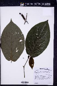 Piper stileferum image