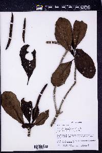 Cosmibuena macrocarpa image
