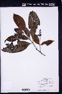 Psychotria remota image