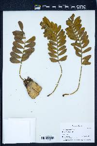 Zamia pygmaea image