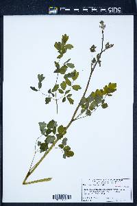 Thalictrum pubescens image