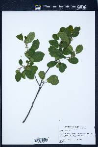 Frangula alnus image