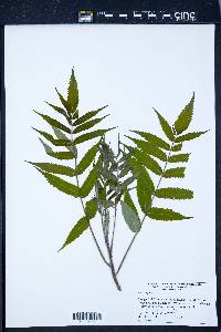 Rhus typhina image