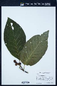 Magnolia acuminata image