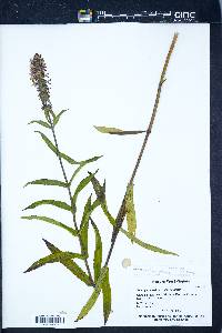 Stachys palustris image