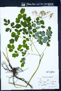 Thalictrum dasycarpum image