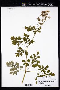 Thalictrum polygamum image