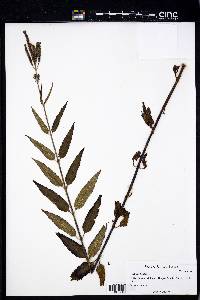 Verbena hastata image