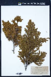 Juniperus communis var. saxatilis image