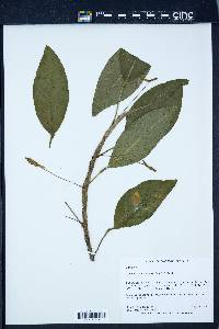 Anthurium scandens image