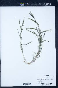 Muhlenbergia frondosa image