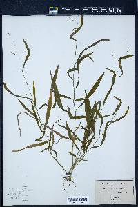 Leersia virginica image