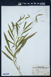 Leersia virginica image