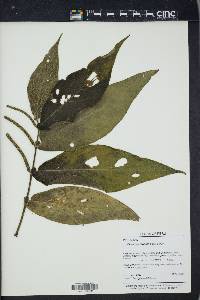 Piper acutifolium image