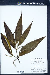 Piper lanceifolium image