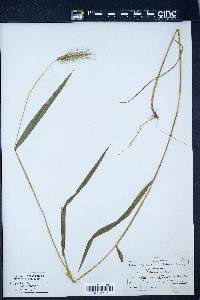 Elymus virginicus var. jejunus image