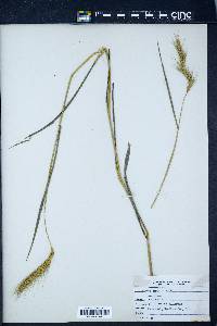 Elymus virginicus var. jejunus image