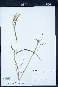 Elymus macgregorii image