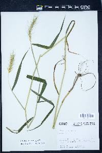 Elymus macgregorii image