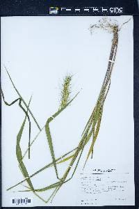 Elymus virginicus var. virginicus image