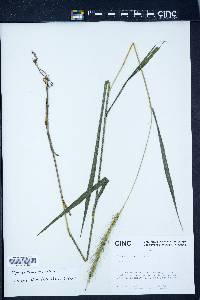 Elymus villosus image