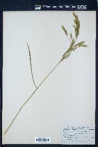 Bromus racemosus image