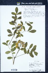 Dermatophyllum secundiflorum image