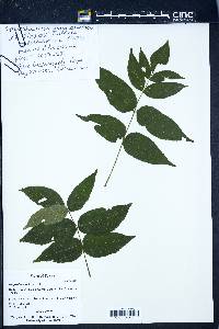 Ungnadia speciosa image