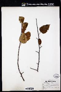 Pyrus rivularis image