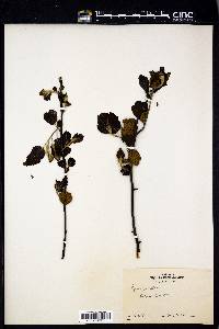 Pyrus rivularis image