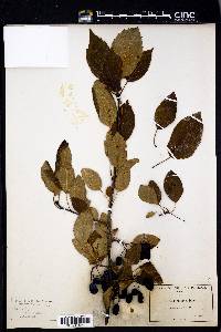 Pyrus rivularis image