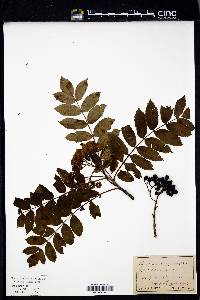 Sorbus sambucifolia image