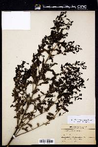 Aureolaria pedicularia image