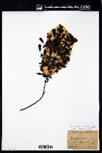 Aureolaria pedicularia image
