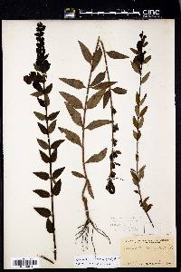 Aureolaria laevigata image