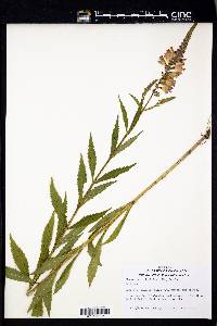 Physostegia virginiana image