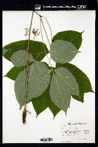 Aralia nudicaulis image