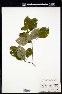 Cornus alternifolia image