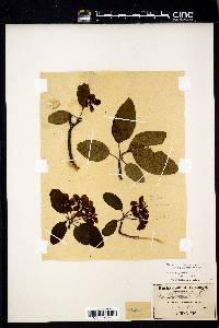 Pyrus coronaria image