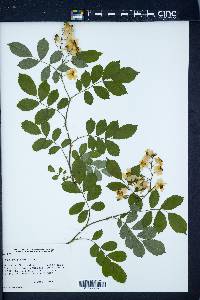 Rosa multiflora image