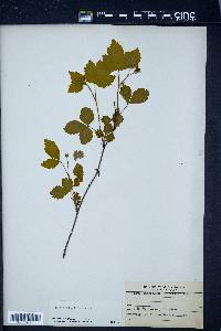 Rubus pubescens image