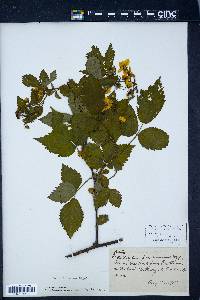 Rubus frondosus image