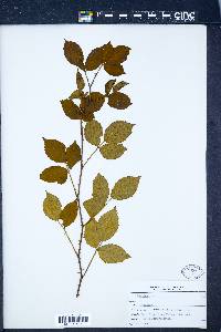 Rubus frondosus image