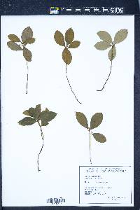 Rubus hispidus image