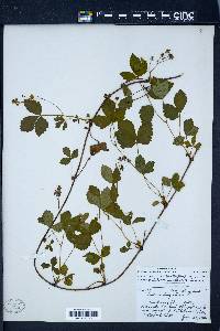 Rubus hispidus image